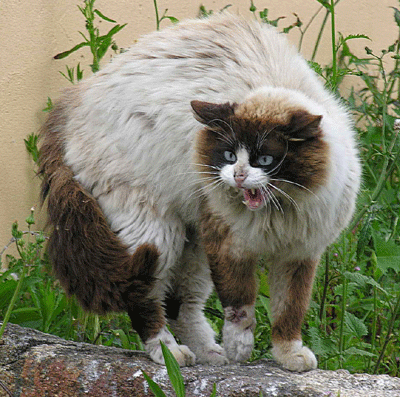 Posture d'intimidation chez le chat