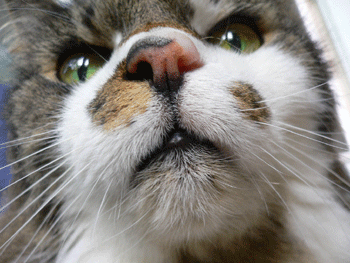 Organe olfactif du chat