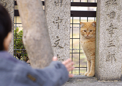 Posture chez le chat