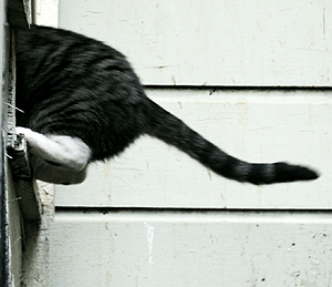 Equilibre chez le chat