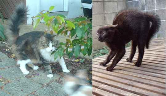 Différentes positions de la queue hérissée chez le chat