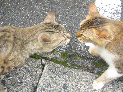 Nez-à-nez lors de rencontres entre chats