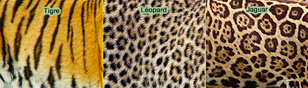 Marques tabby chez les félins