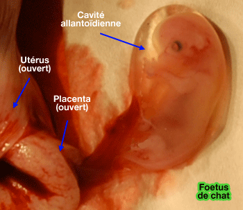 Foetus de chat et son placenta