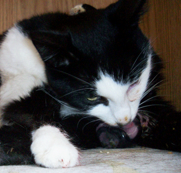 Chatte léchant ses petits