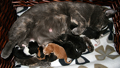 Chatons et leur mère