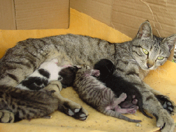 chatte allaitante
