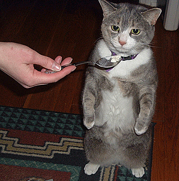 Chat mangeant à la cuillère