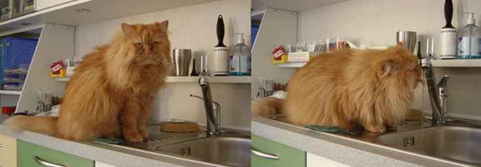 Pépère buvant au robinet