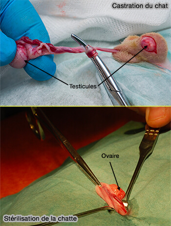 Castration et ovariectomie