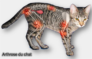 Arthrose du chat