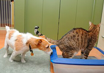 Cause possible de malpropreté