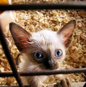 Désorganisation territoriale