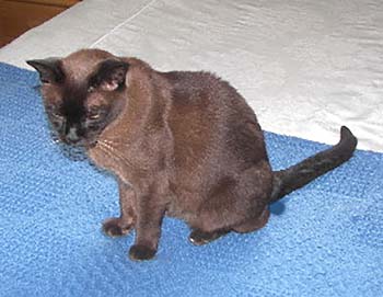 Marquage urinaire et communication visuelle