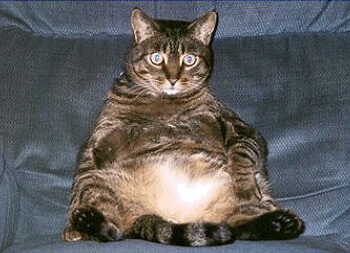 Archétype du chat à cystite interstitielle