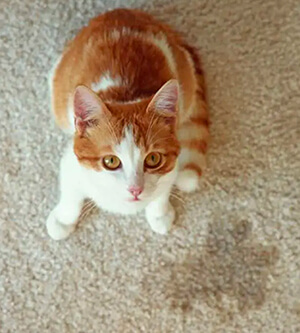 Élimination sur des tapis et moquettes