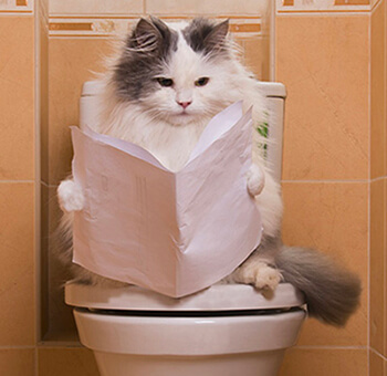 Champ d'élimination insolite