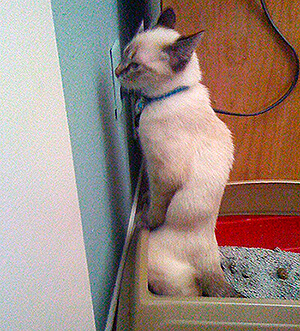 Marquage urinaire et communication visuelle