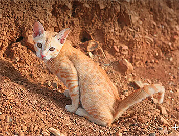 Chat urinant dans le sable