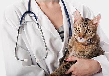 Consultation vétérinaire