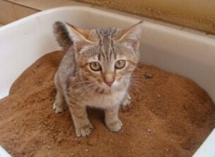 Mettre le chat dans on bac