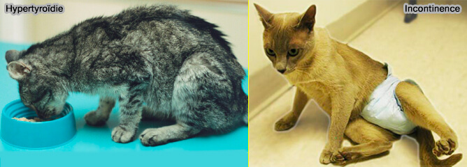 Quelques causes de malpropreté chez le chat