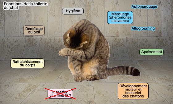 Fonctions de la toilette