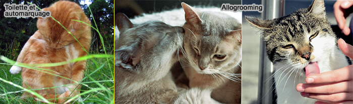 Organisation territoriale par les marquages territoriaux au sens large