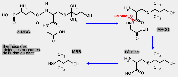 Organisation du territoire du chat