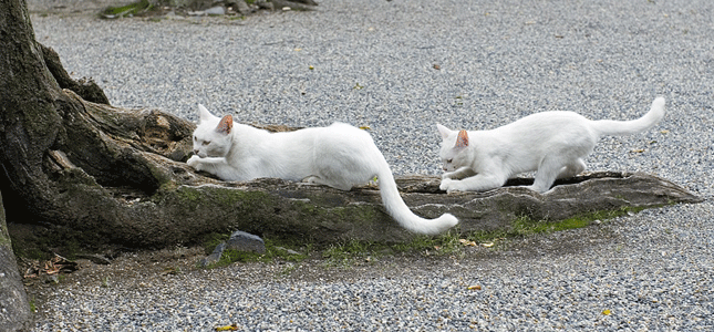 Griffades chez le chat