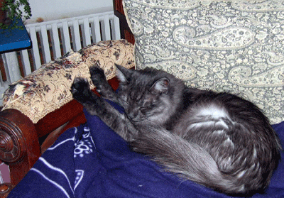 Griffades du chat et destructions