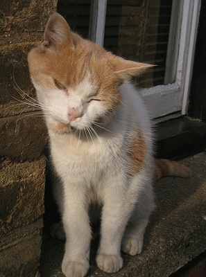 Marquage facial du chat