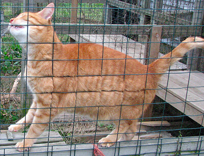 Allomarquage du chat