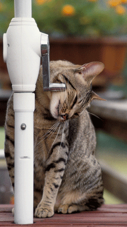 Marquage facial du chat