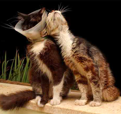 Métaphore du chat heureux