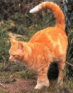 Marquage urinaire du chat