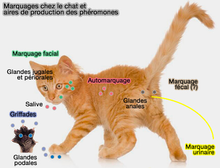Marquages et aires de production des phéromones