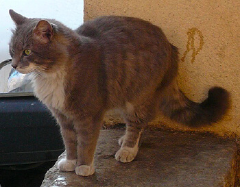 Marquage urinaire et communication visuelle