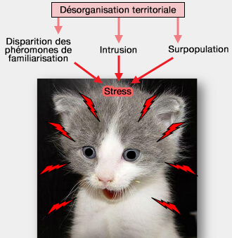 Désorganisation territoriale