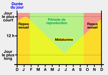 Sécrétion de mélatonine au cours de l'année