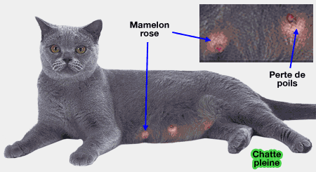 Mamelons de chatte pleine