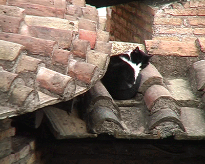 Chat dormant sur un toit