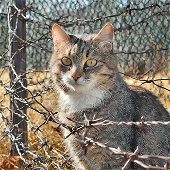 Métaphore du territoire du chat ?
