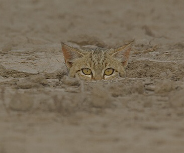Chat caché en observateur
