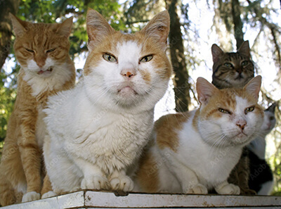 Colonie de chats