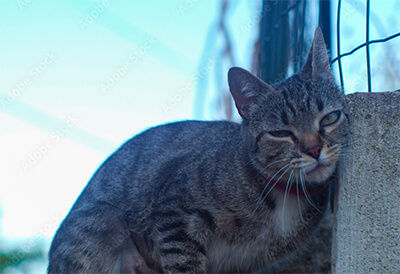 Métaphore du marquage des limites du territoire