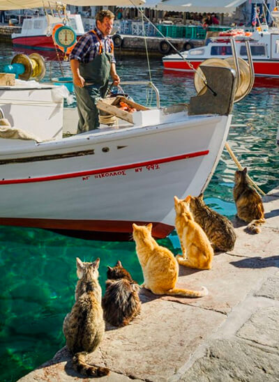 Colonie de chats attendant la criée
