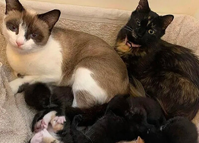 Deux chattes nourrissant des chatons