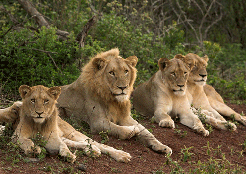 Troupe de lions