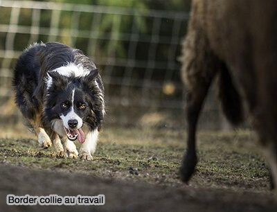 Border collie au travail